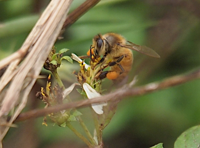 [A huge mostly yellow bee with clear wings and browns legs perched on the remains of a flower with a few white petals remaining. Each back leg has a large orange-yellow section.]
